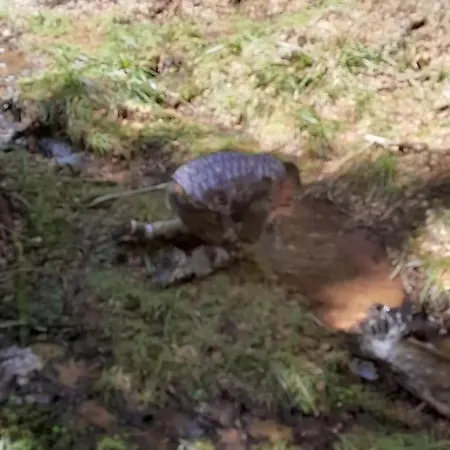 Koliba Ravna Planina Vakantiehuis Pale
