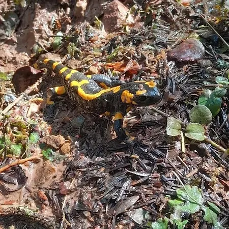 Koliba Ravna Planina Pale